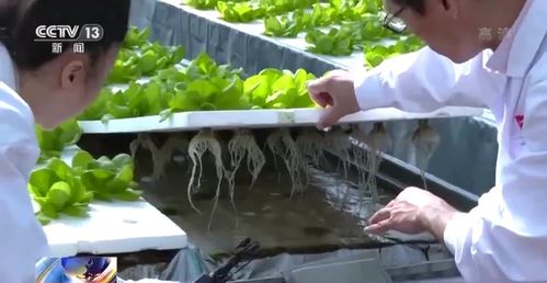 科技賦能“菜籃子” 看蔬菜大棚如何變身“綠色車間”，直達(dá)新鮮零售